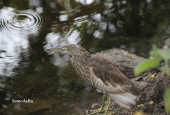 IIP Online Student Photography